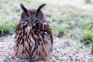 Da li su sove slijepe? Da li su sove slijepe?